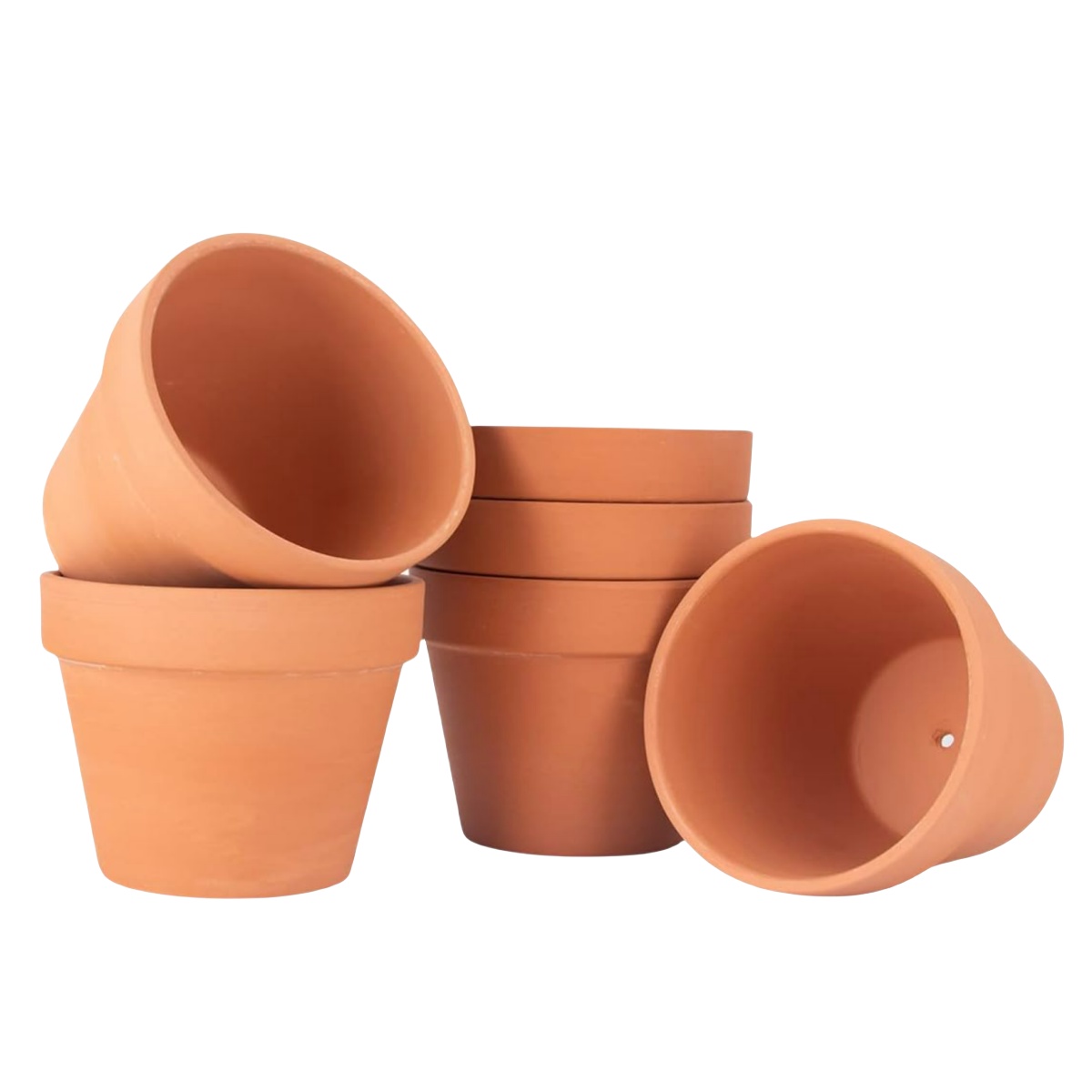 Cactus Mix Pot - 6 pezzi da 4 pollici vasi