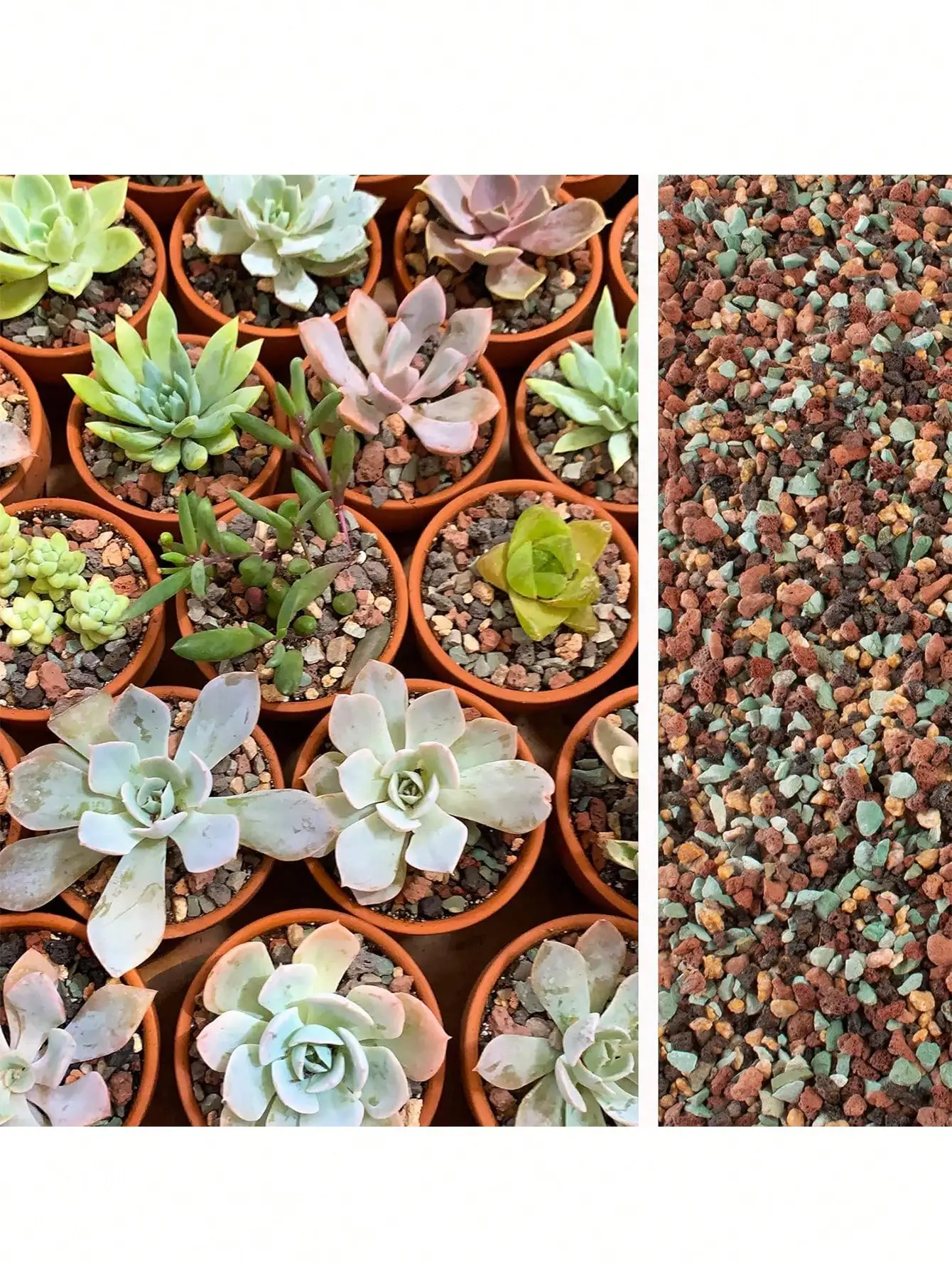 Cactus Mix Pot - Mescolare la roccia lavica orticola ciottoli