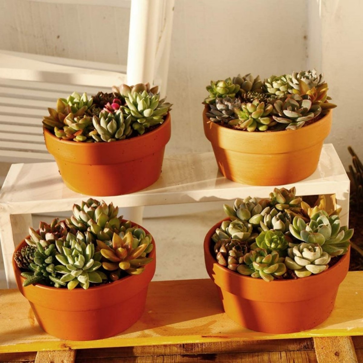 6 pezzi vasi in terracotta da  - Cactus Mix Pot recensione e prezzo