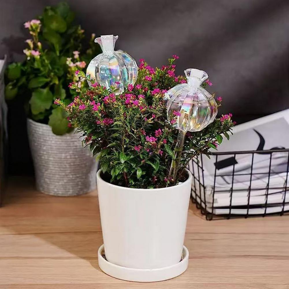 24 centimetri Cactus Auto Irri - Cactus Mix Pot recensione e prezzo