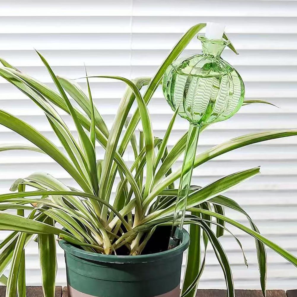 24 centimetri Cactus Auto Irri - Cactus Mix Pot recensione e prezzo